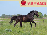青海马做动物亲子鉴定