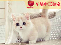 青海猫做动物亲子鉴定