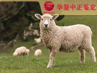 青海羊做动物亲子鉴定